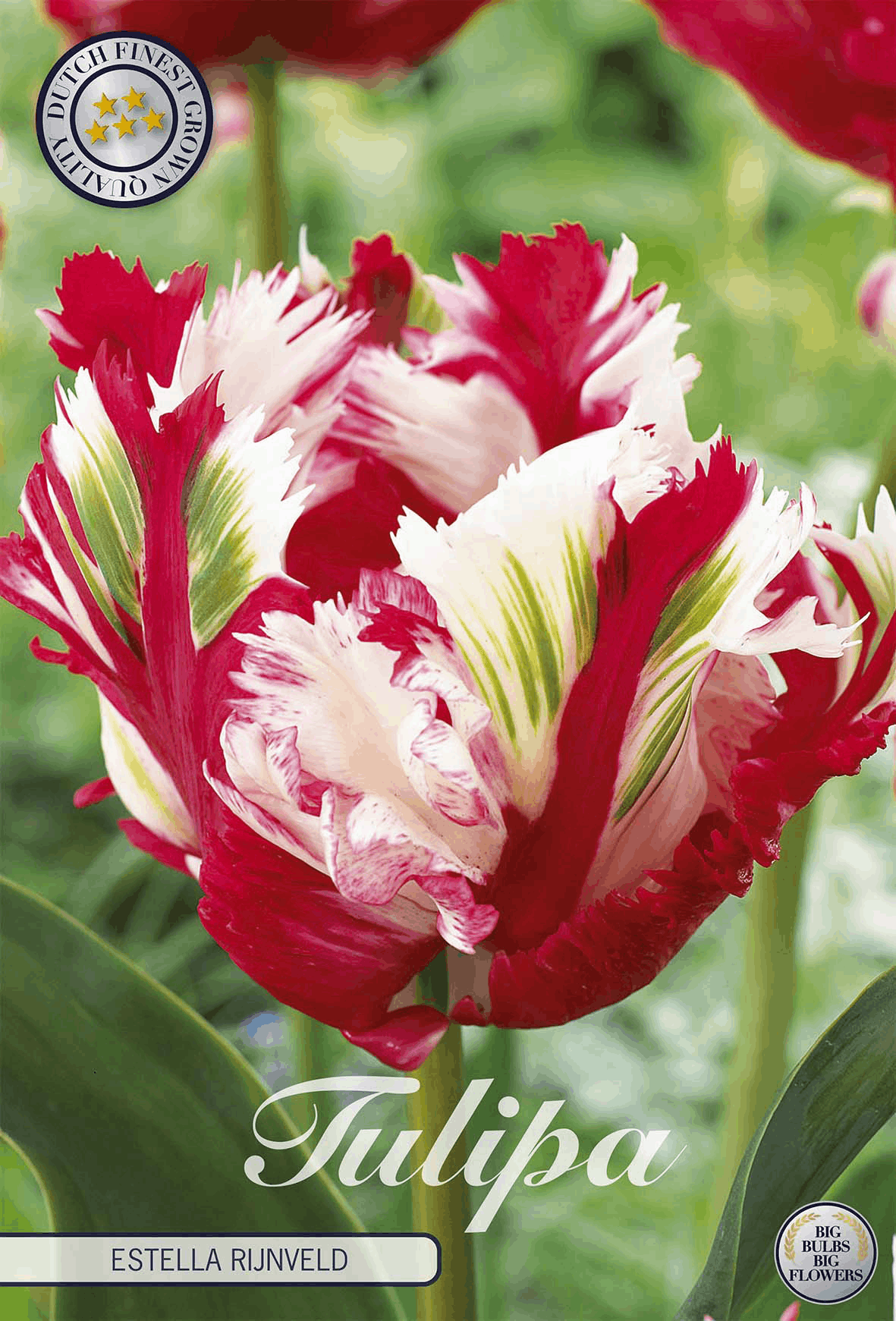 Tulipa Estella Rijnveld