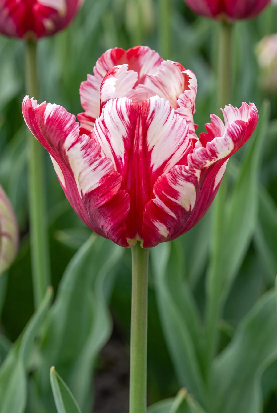 Tulipa Estella Rijnveld — close-up van de bloem