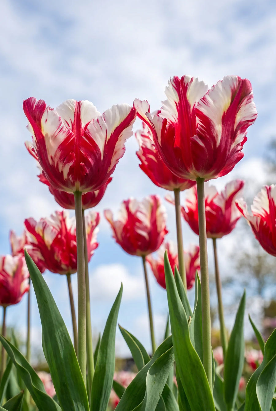 Tulipa Estella Rijnveld — in de tuin