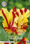 Tulipa Flaming Parrot