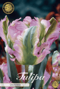 Tulipa Green Wave