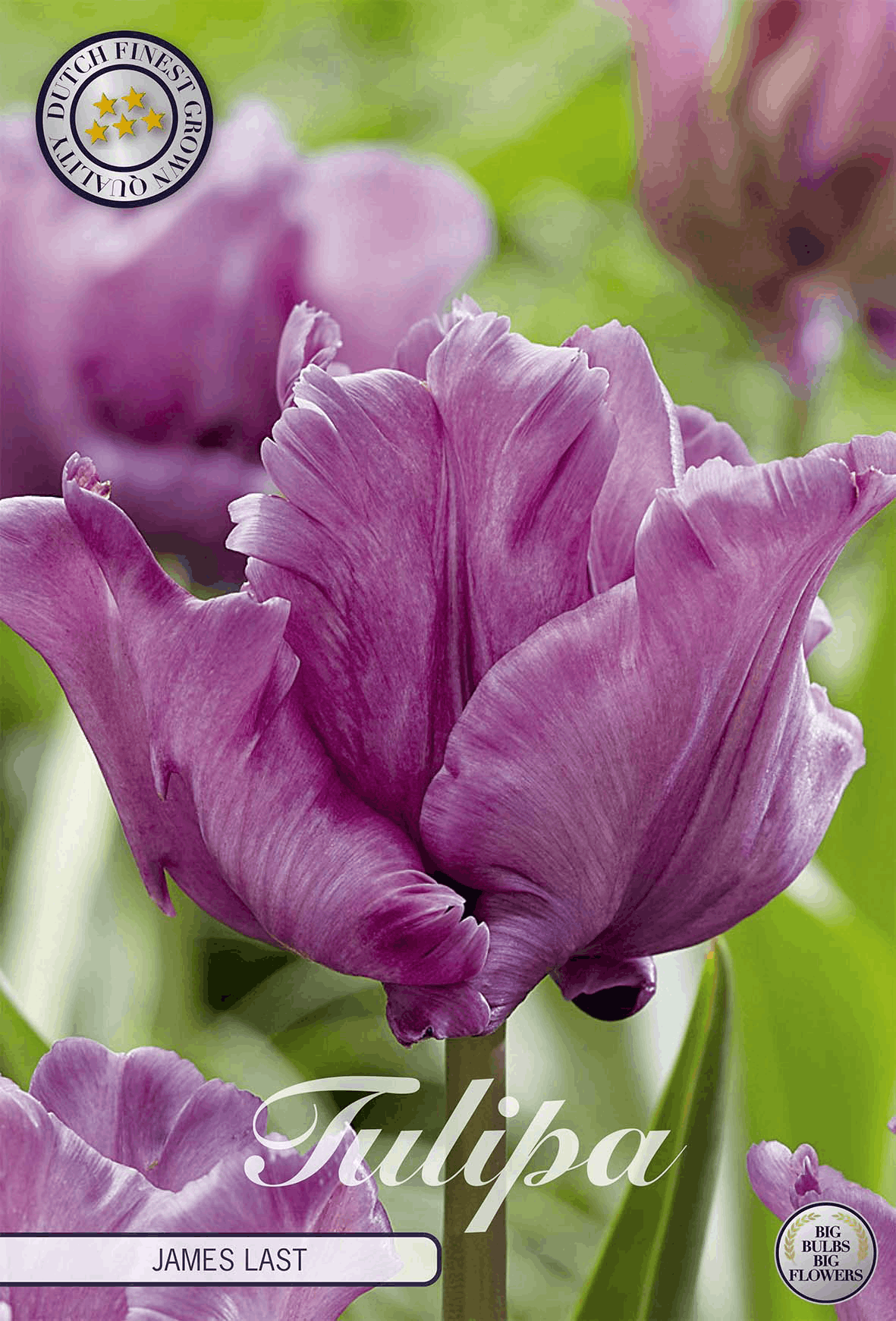 Tulipa James Last