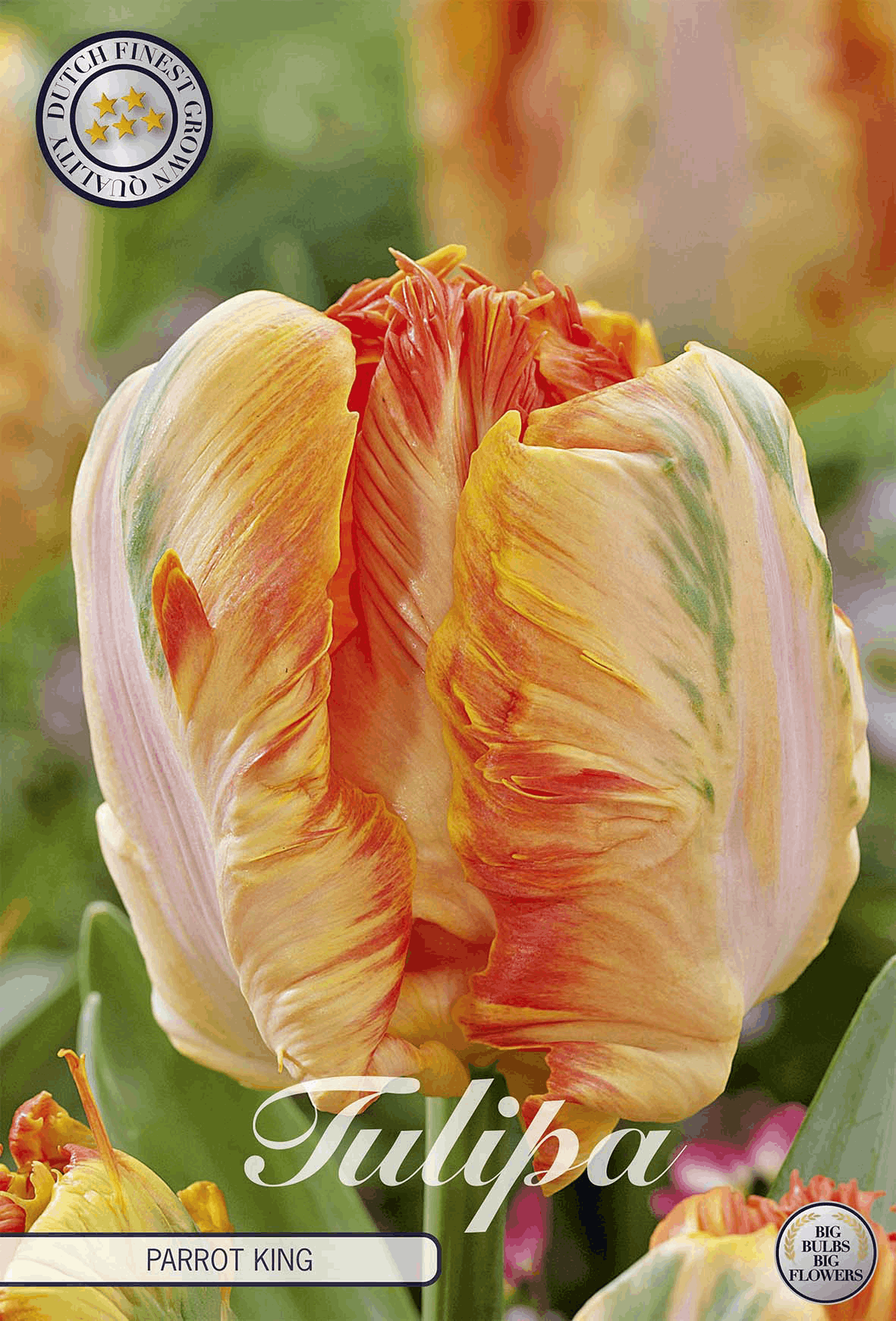 Tulipa Parrot King