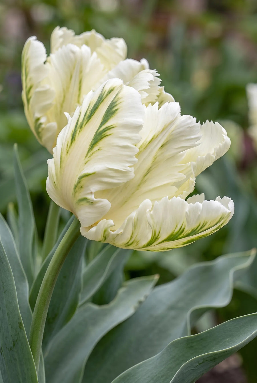 Tulipa Super Parrot — close-up van de bloem