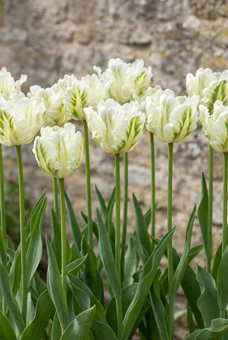 Tulipa Super Parrot — groep in de tuinborder