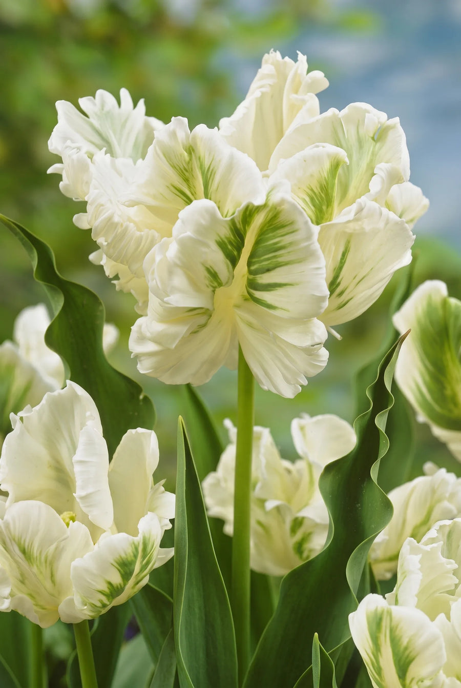 Tulipa Super Parrot — sfeerbeeld
