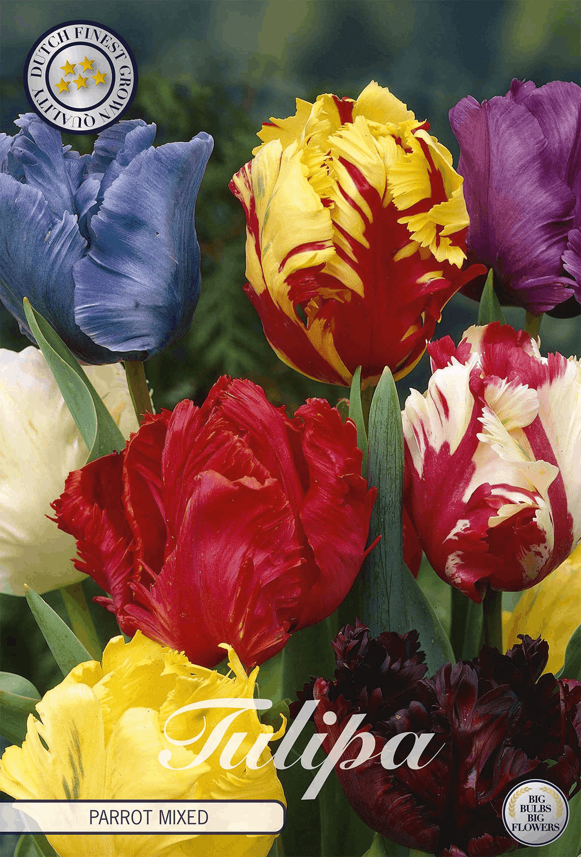 Tulipa Parrot Mixed