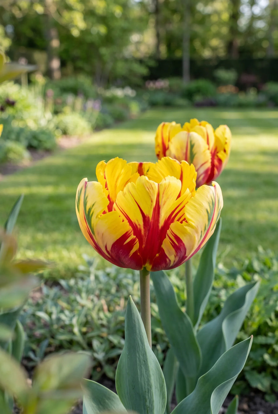 Tulipa Parrot Mixed — close-up van de bloem