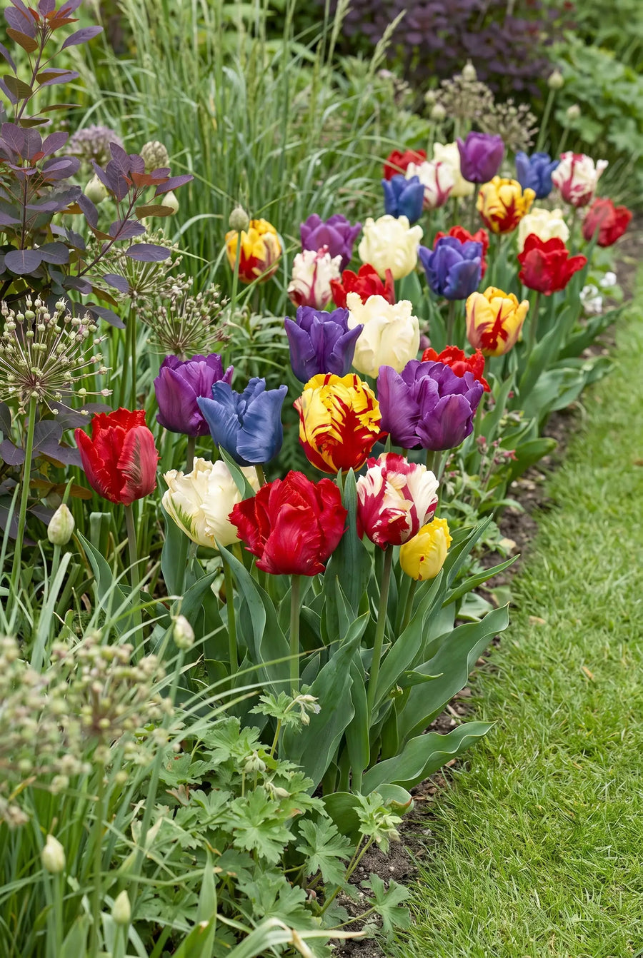 Tulipa Parrot Mixed — groep in de tuinborder