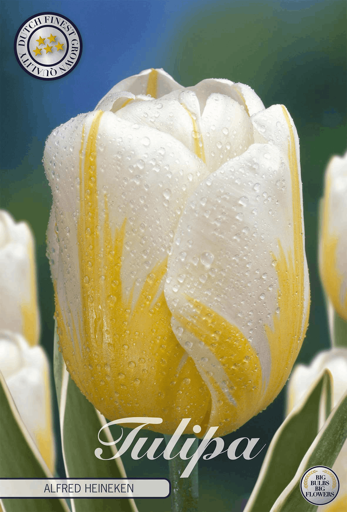 Tulipa Alfred Heineken