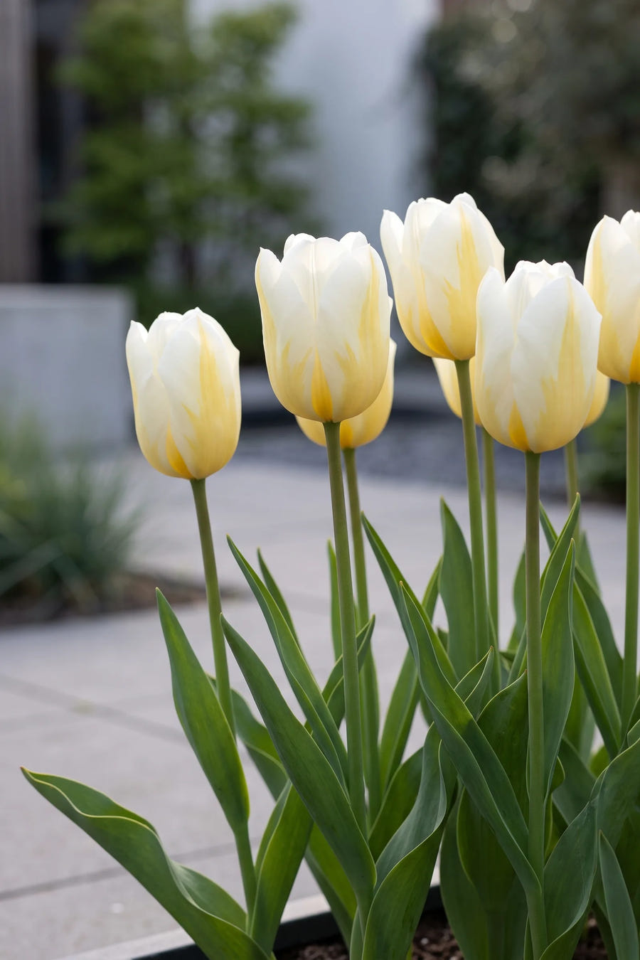 Tulipa Alfred Heineken in bloei in een voorjaarsborder