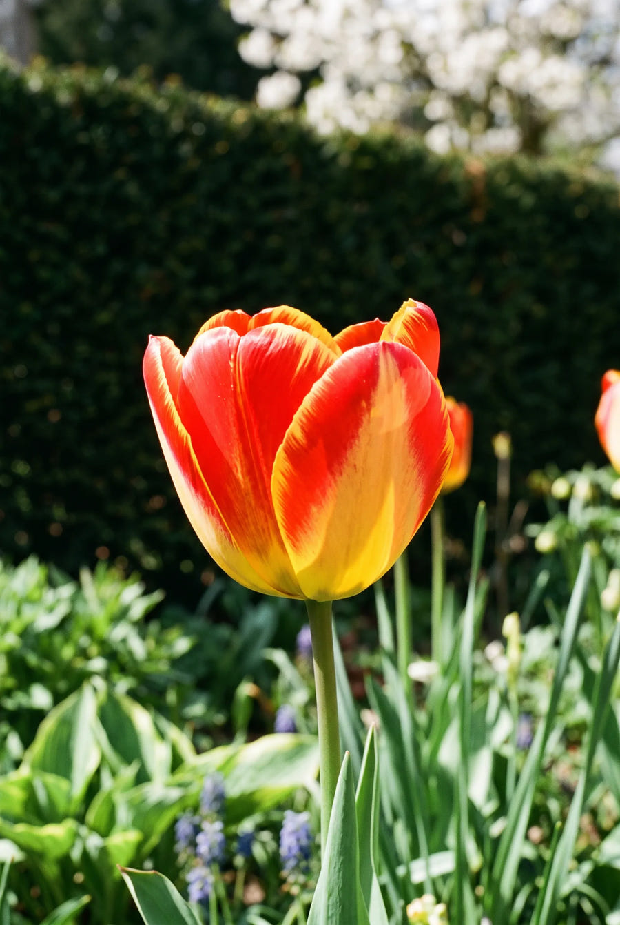 Tulipa American Dream — close-up van de bloem