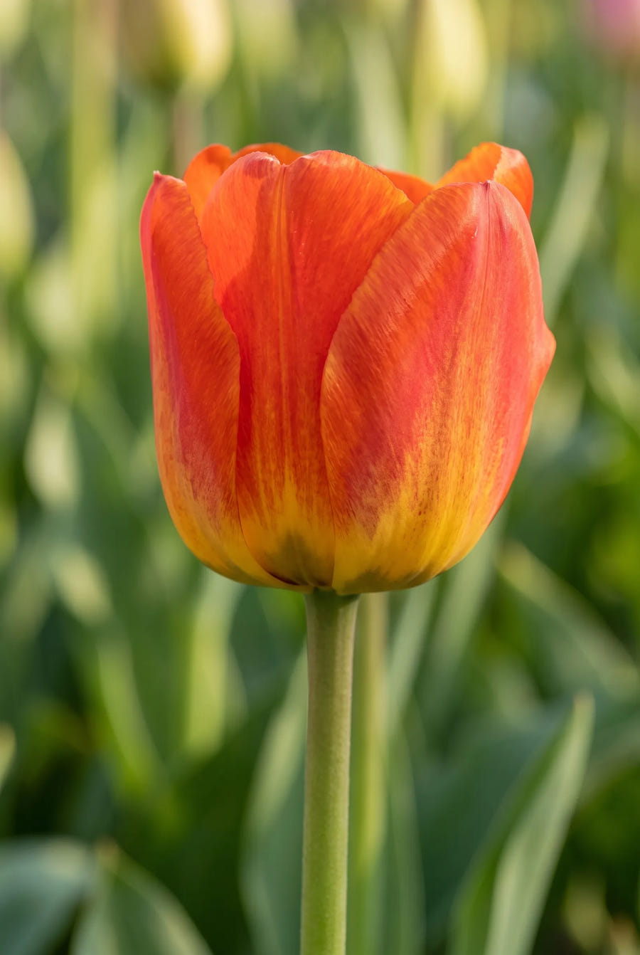 Tulipa American Dream — close-up van de bloem