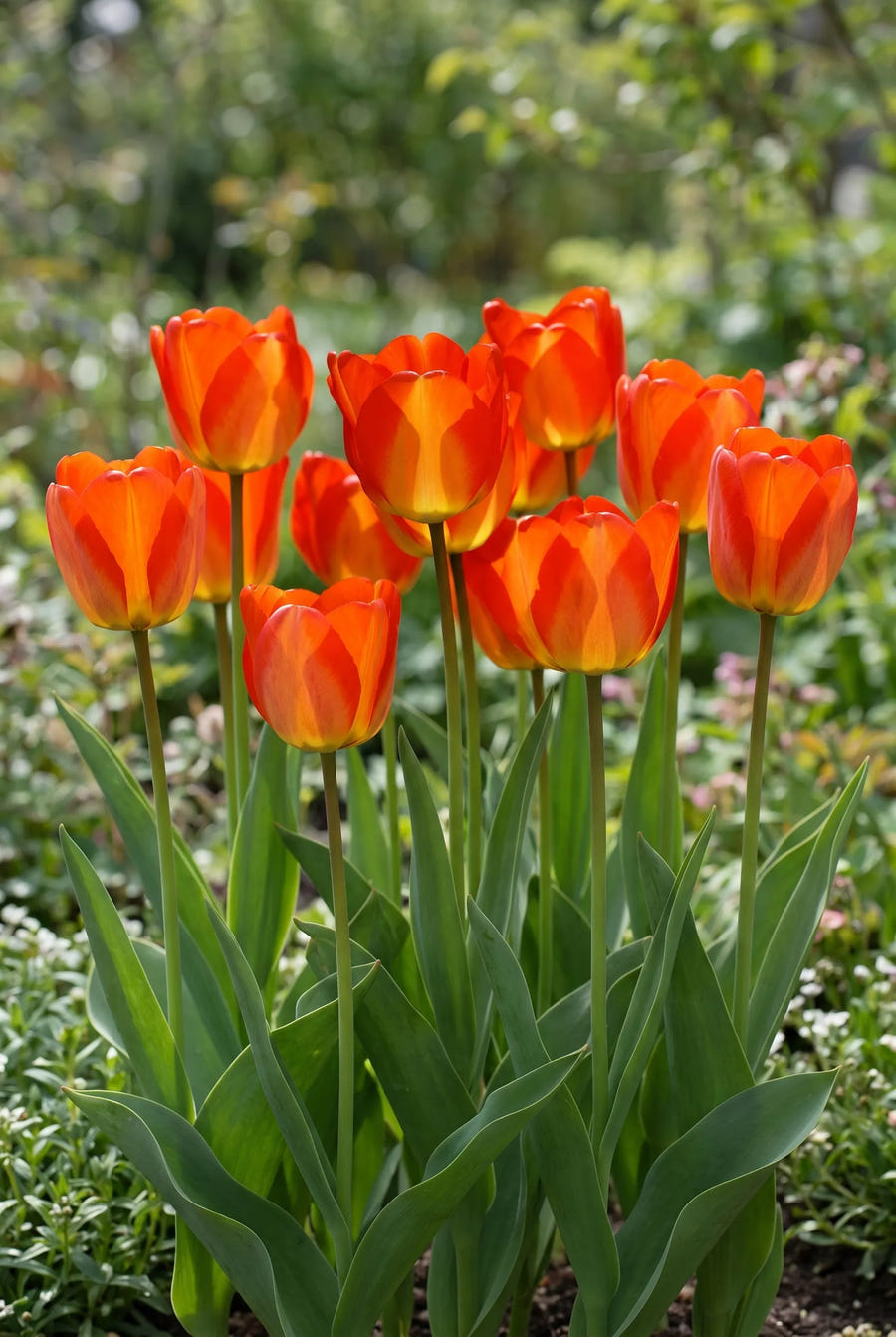 Tulipa American Dream — groep in de tuinborder