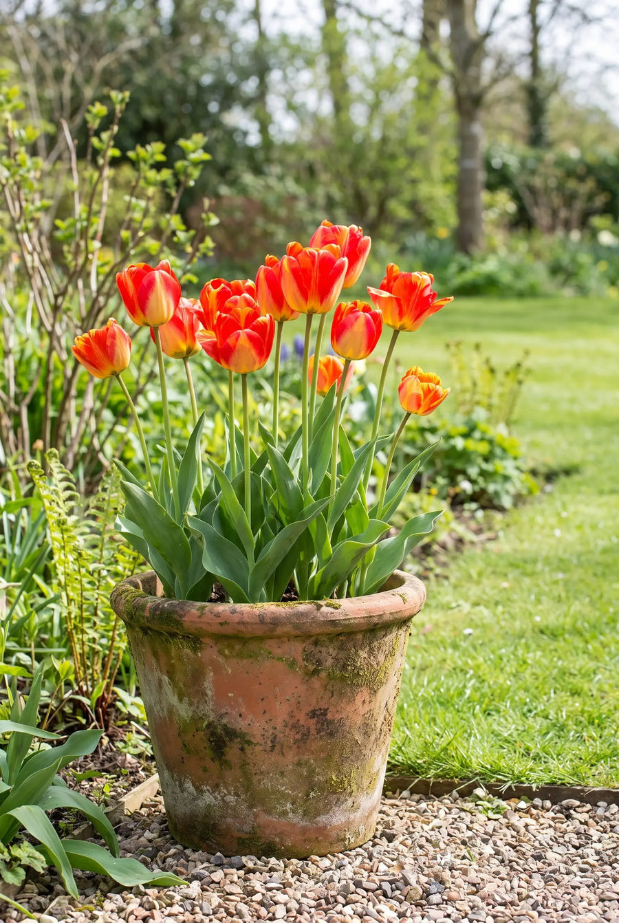 Tulipa American Dream — in pot op terras