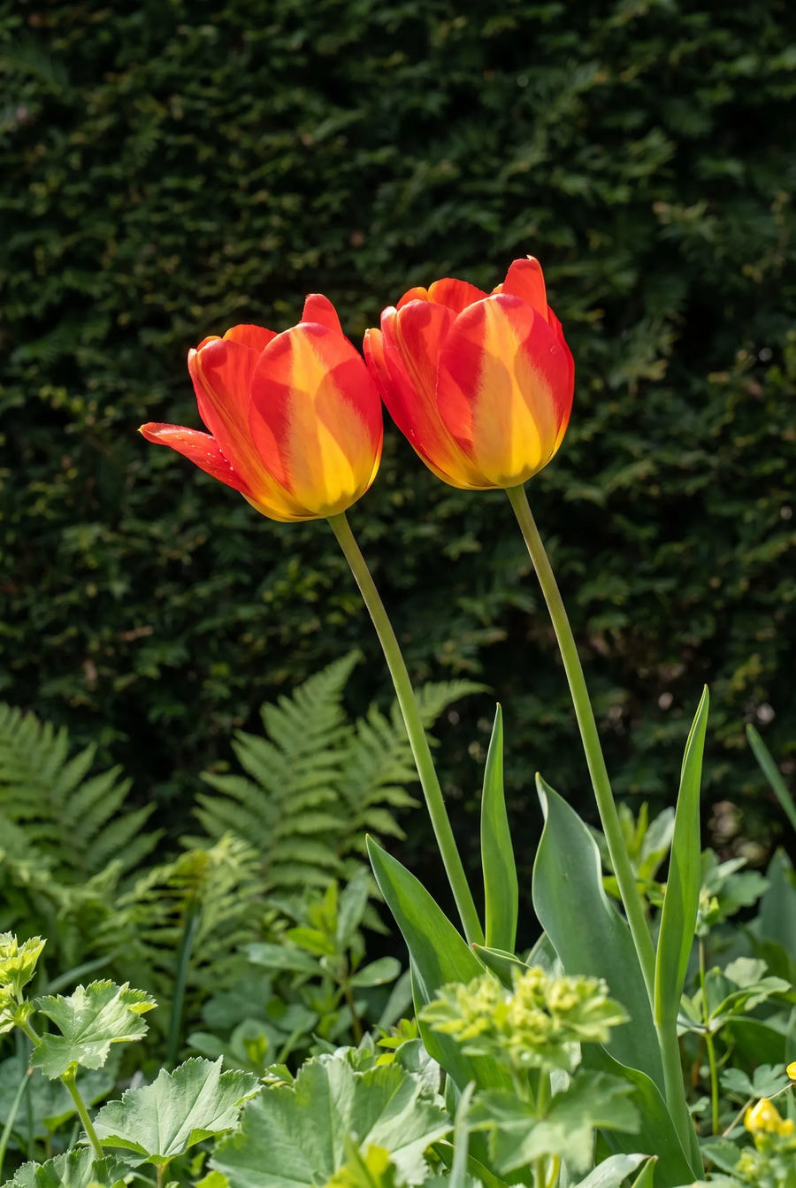 Tulipa American Dream — sfeerbeeld
