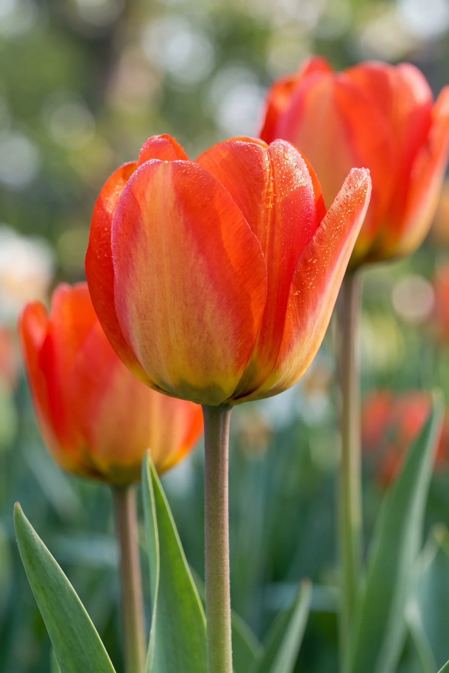 Detail van de bloemblaadjes van Tulipa American Dream