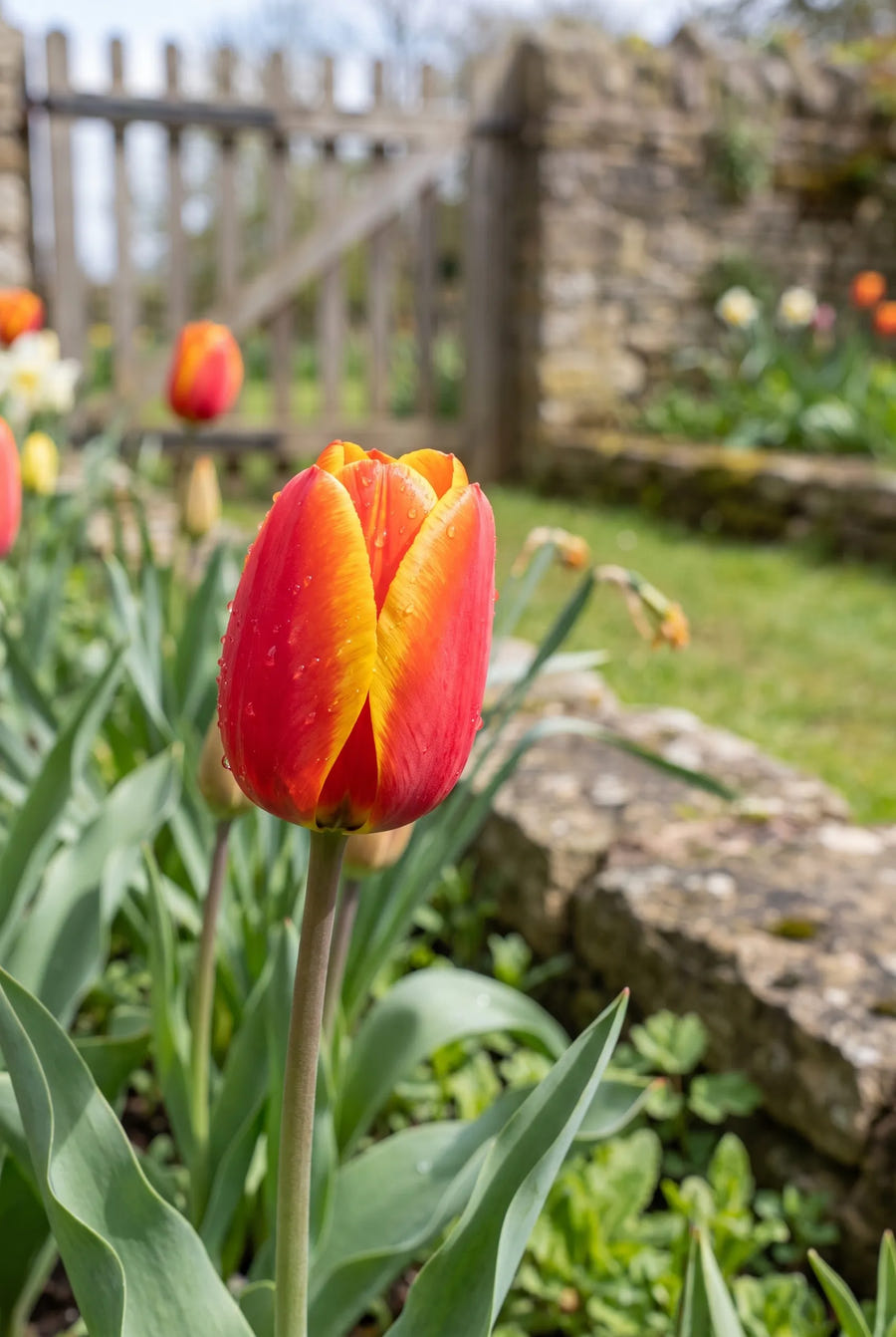 Tulipa Apeldoorn Elite — close-up van de bloem