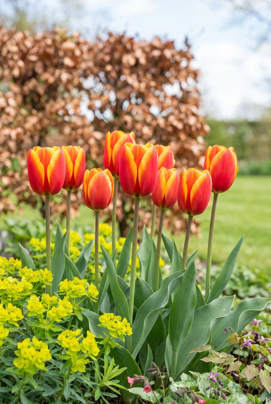Tulipa Apeldoorn Elite — in de tuin