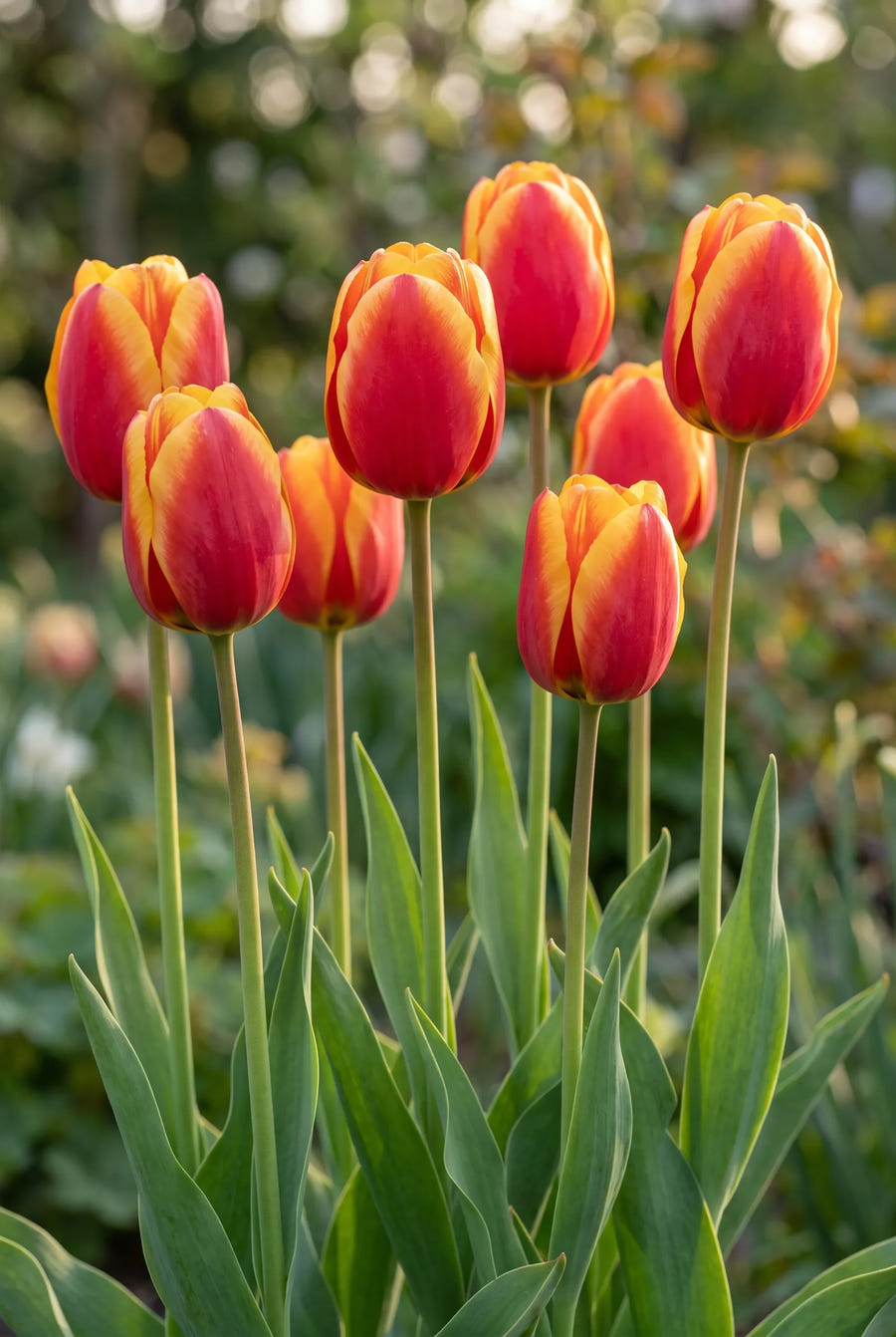 Tulipa Apeldoorn Elite — in de tuin