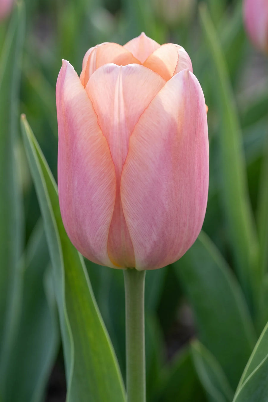 Close-up van de bloem van Tulipa Apricot Delight
