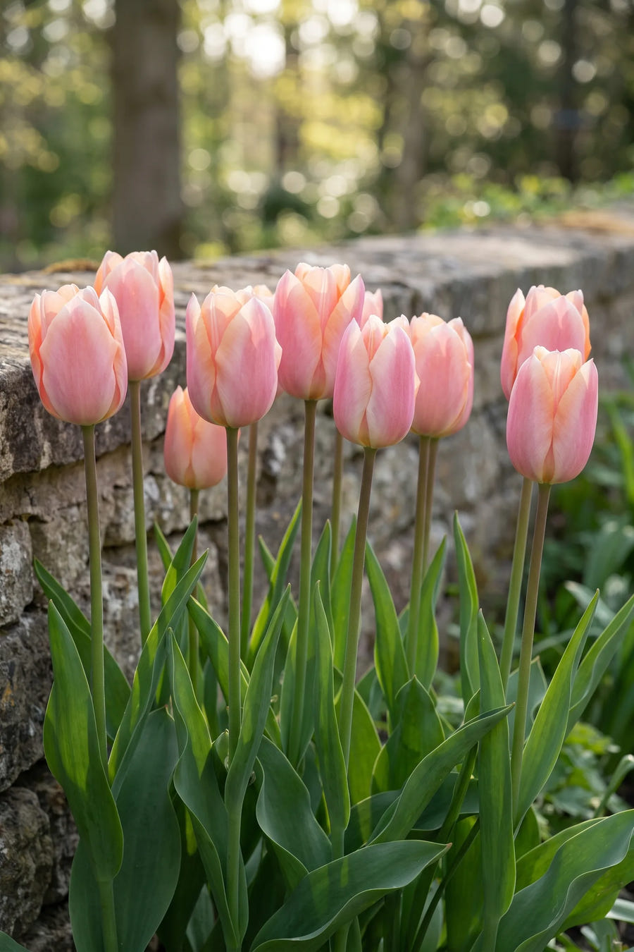 Groep Tulipa Apricot Delight in een tuinborder