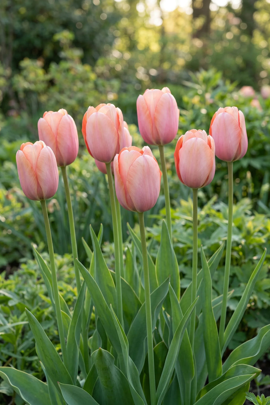Tulipa Apricot Delight vanuit een natuurlijke tuinhoek