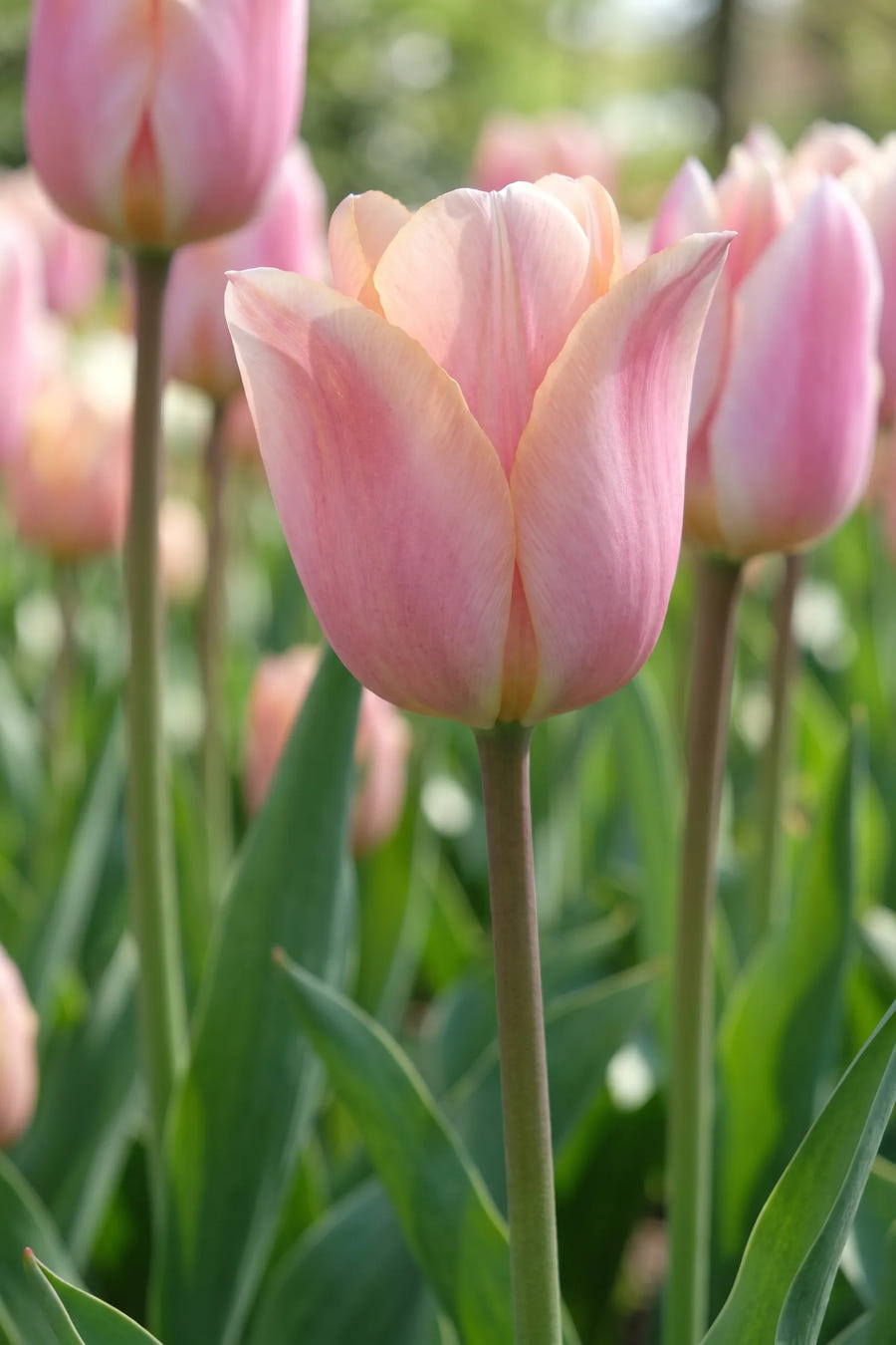 Detail van de bloemblaadjes van Tulipa Apricot Delight