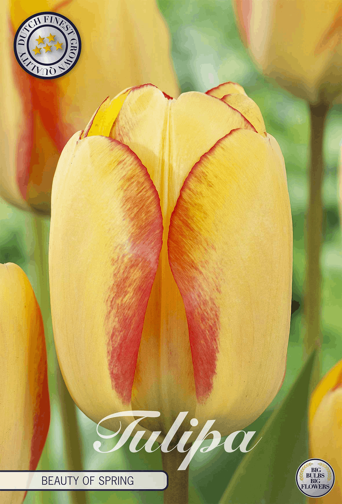 Tulipa Beauty of Spring
