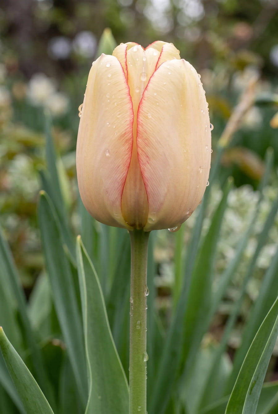 Tulipa Beauty of Spring — close-up van de bloem