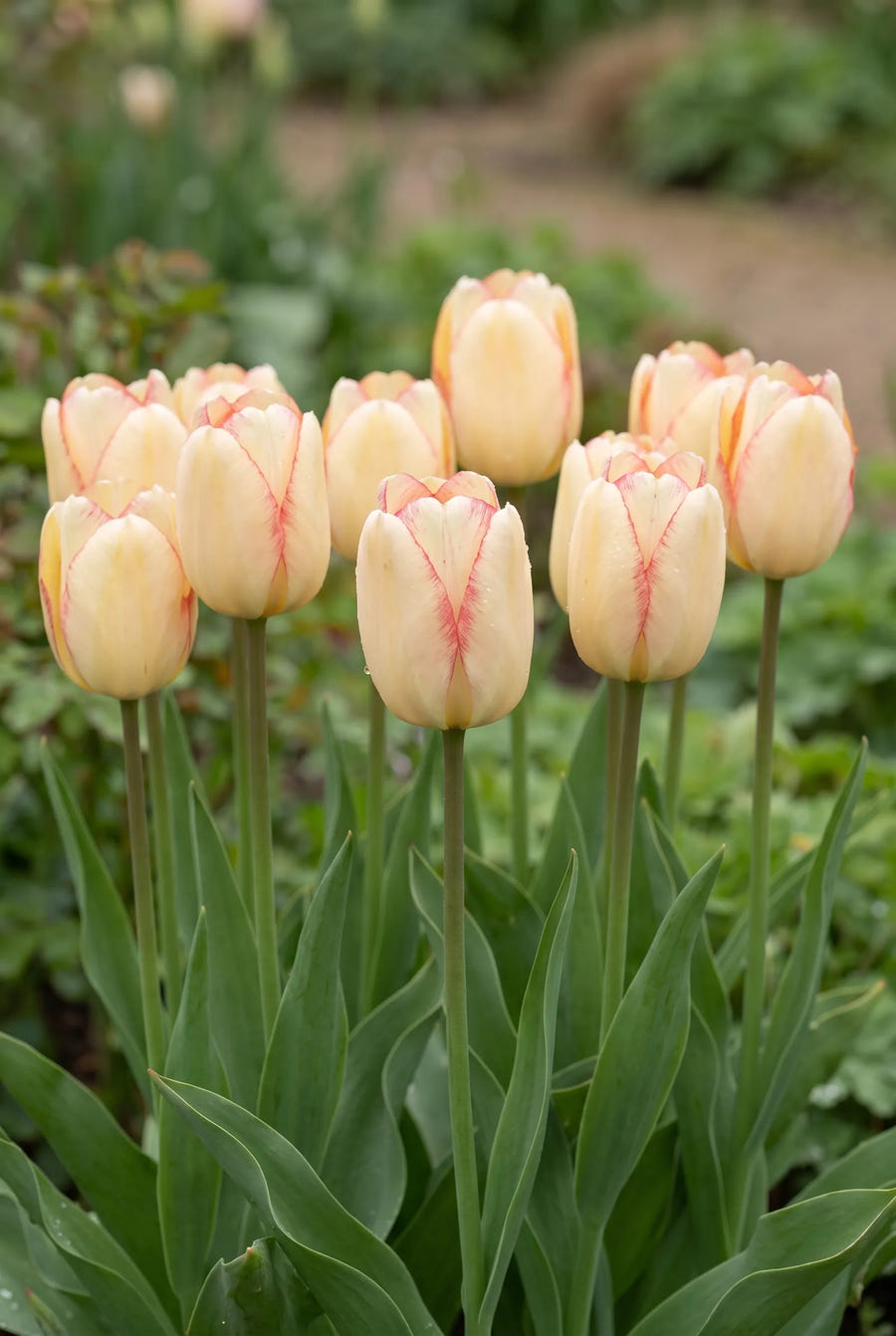 Tulipa Beauty of Spring — groep in de tuinborder