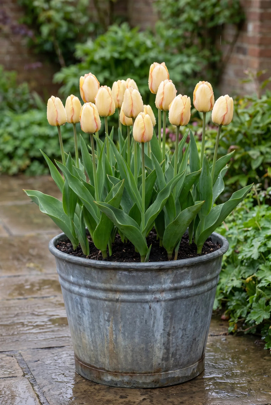Tulipa Beauty of Spring — in pot op terras