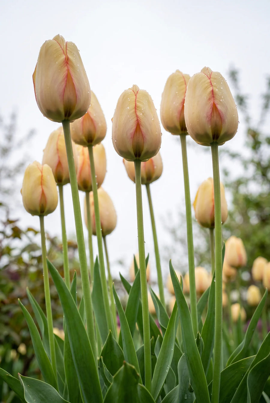 Tulipa Beauty of Spring — in de tuin
