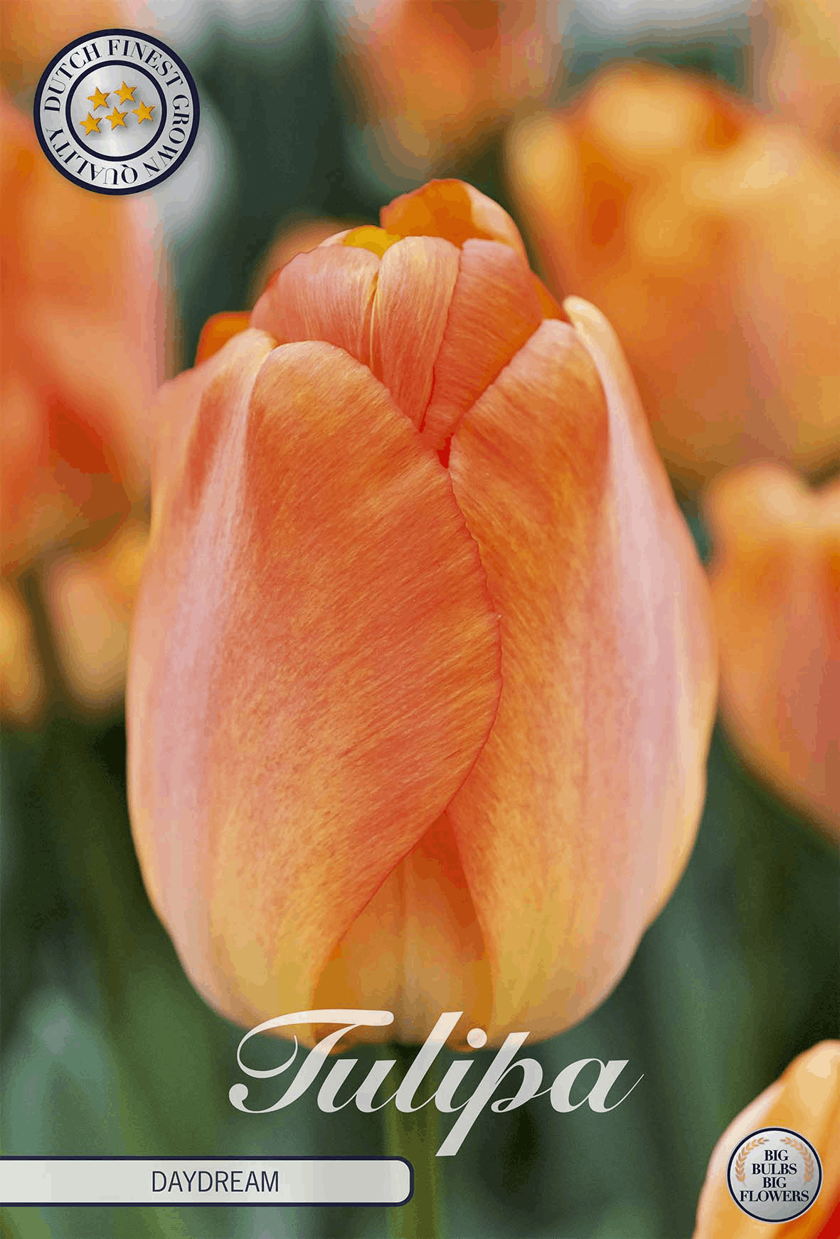 Tulipa Daydream