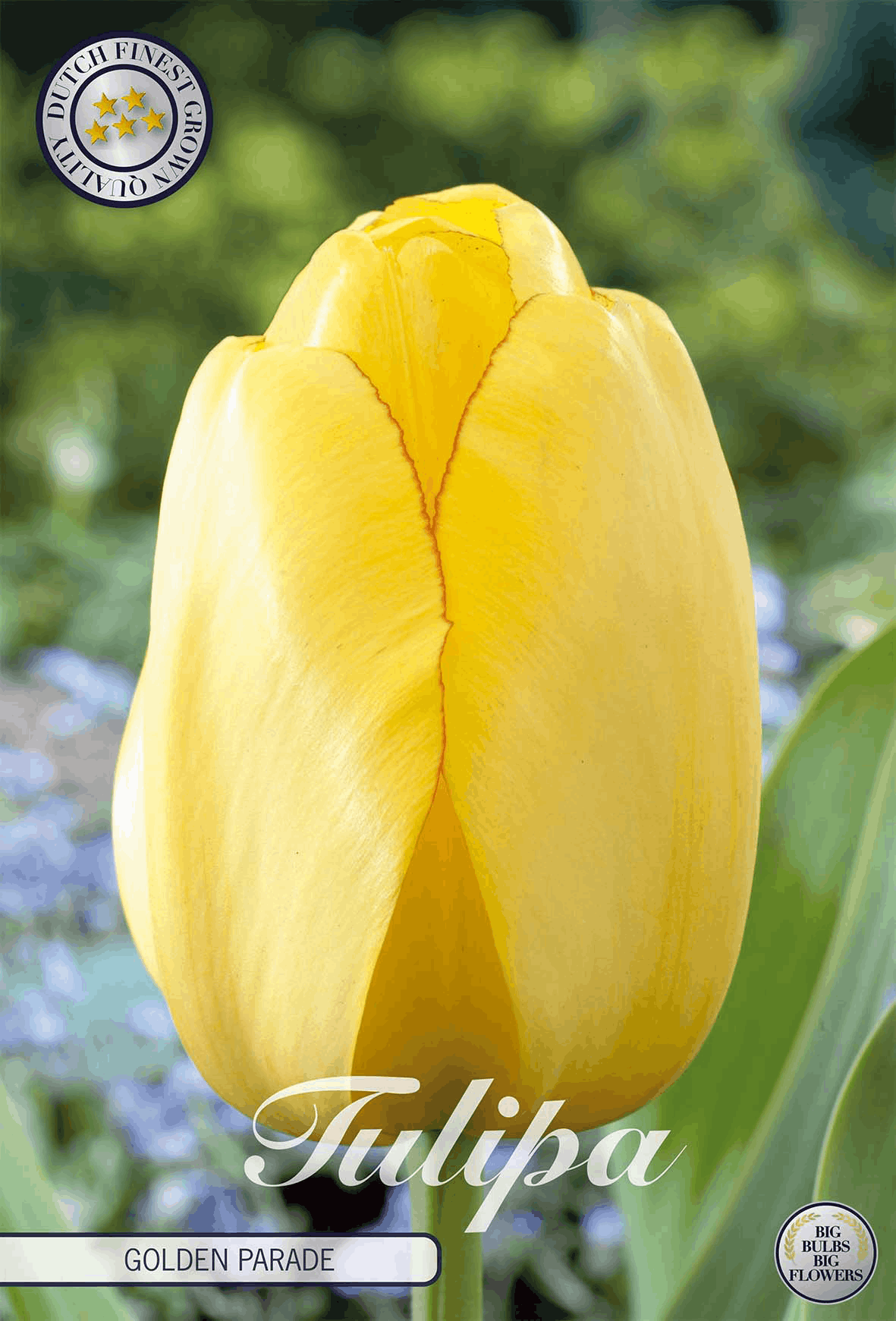 Tulipa Golden Parade
