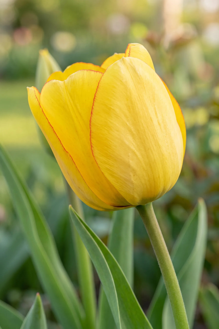 Close-up van de bloem van Tulipa Golden Parade