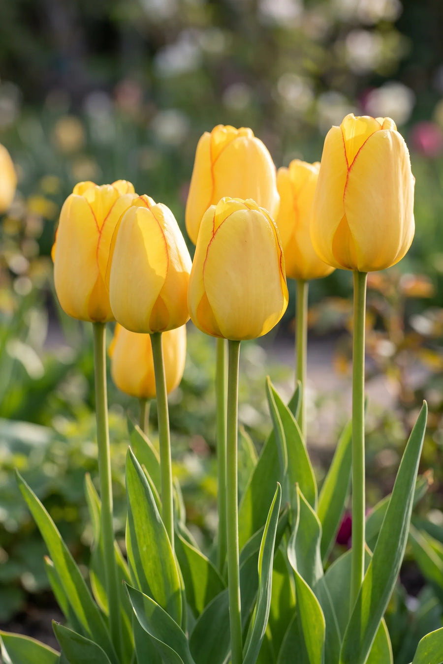 Detail van de bloemblaadjes van Tulipa Golden Parade