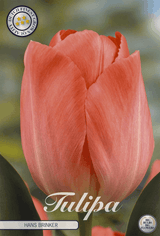 Tulipa Hans Brinker