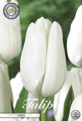 Tulipa Lanka