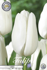 Tulipa Lanka