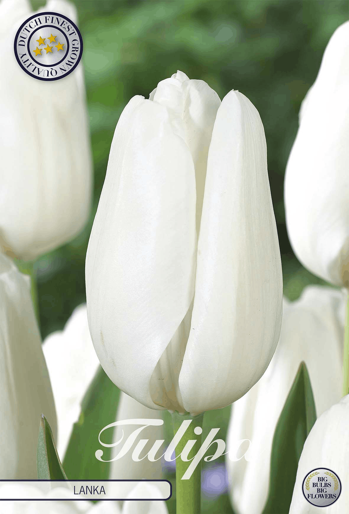 Tulipa Lanka