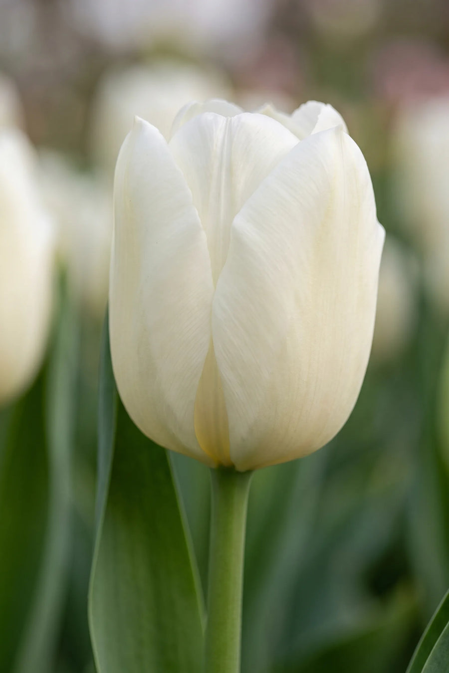 Close-up van de bloem van Tulipa Lanka