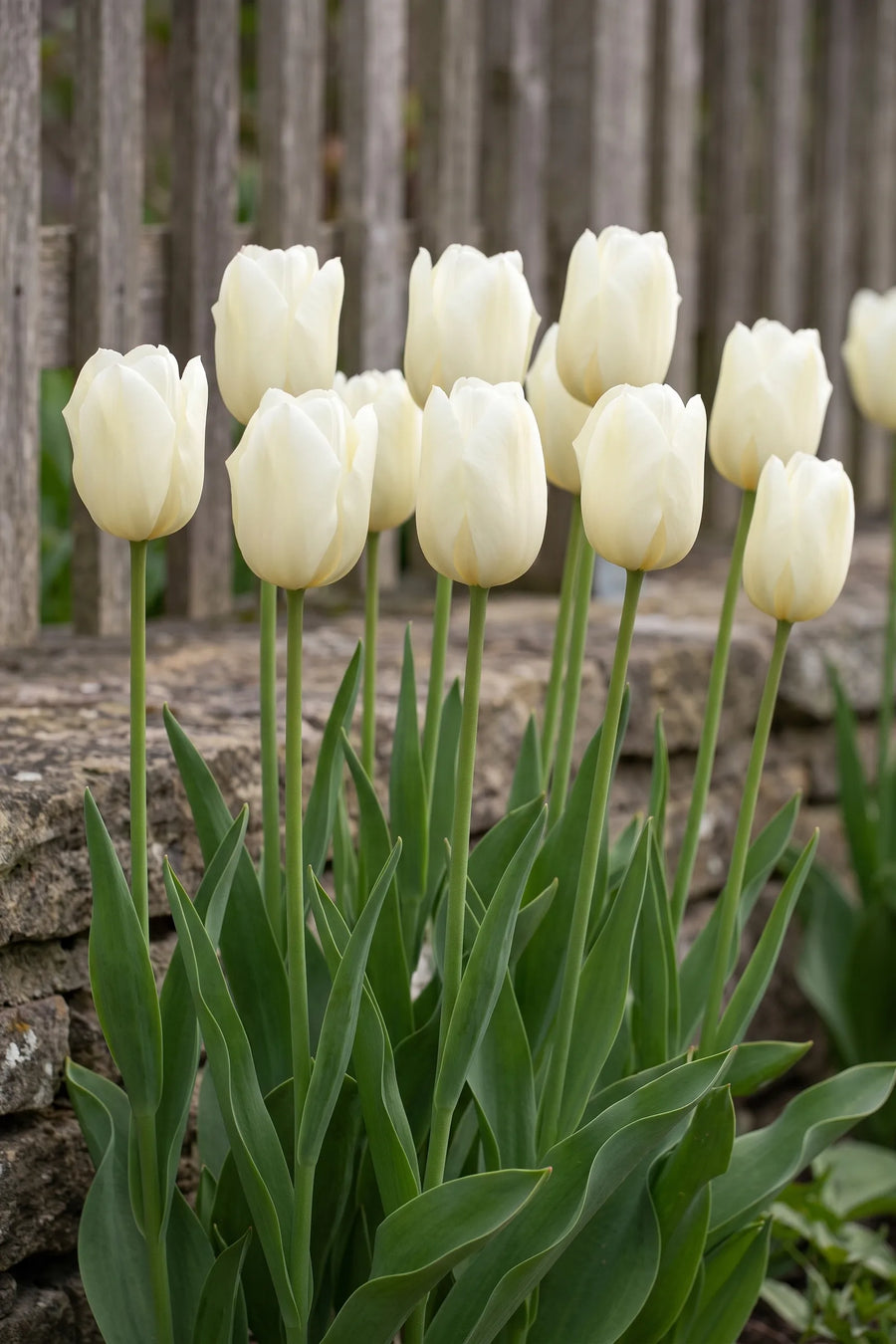 Groep Tulipa Lanka in een tuinborder