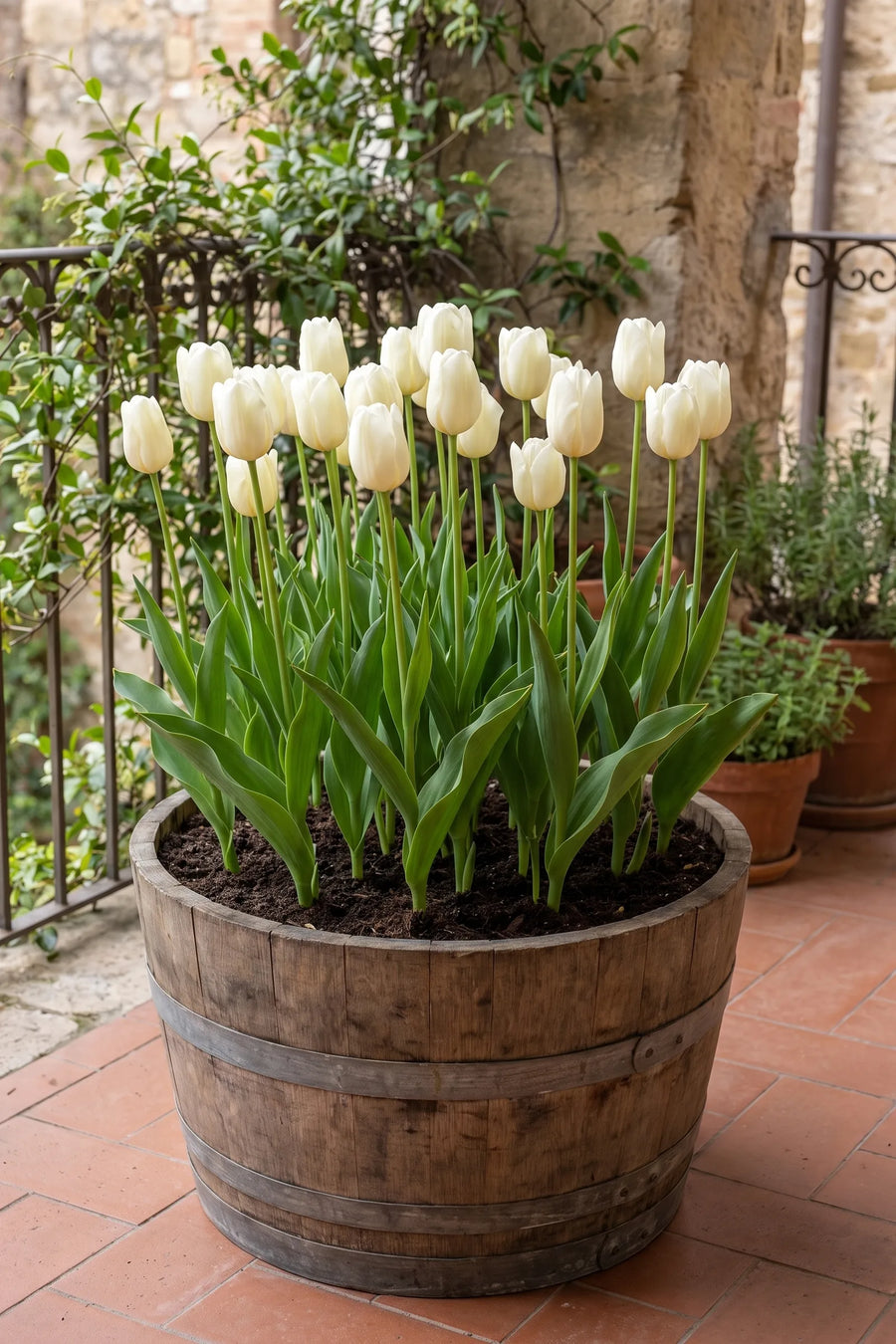 Tulipa Lanka in een pot op een terras