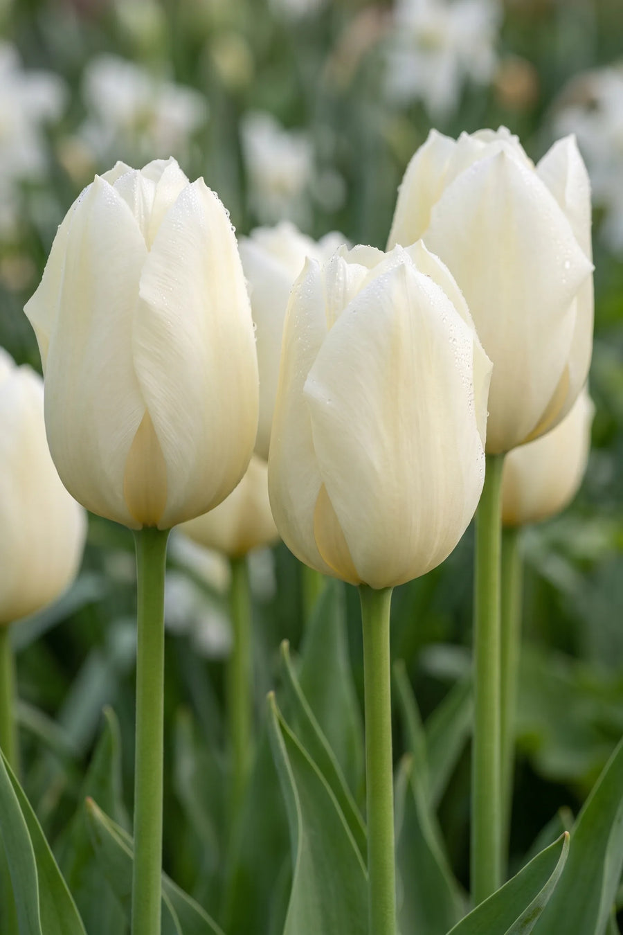 Detail van de bloemblaadjes van Tulipa Lanka