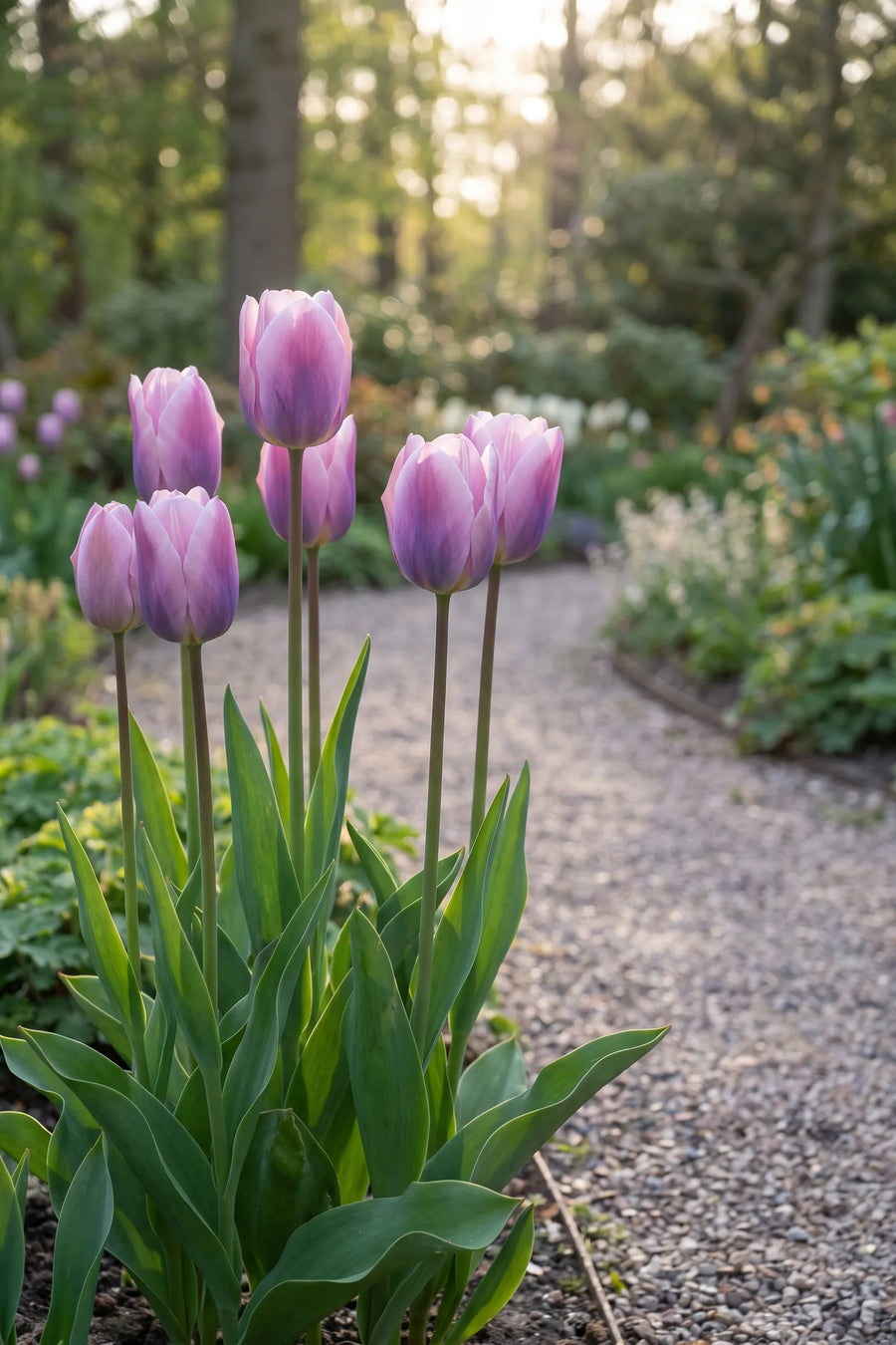 Tulipa Light and Dreamy in bloei in een voorjaarsborder