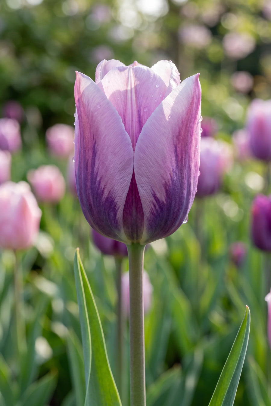 Close-up van de bloem van Tulipa Light and Dreamy