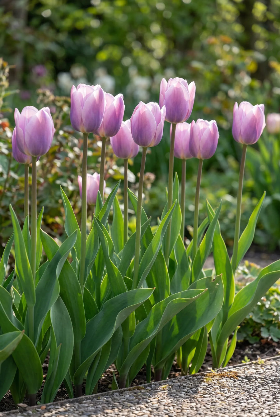 Tulipa Light and Dreamy — groep in de tuinborder