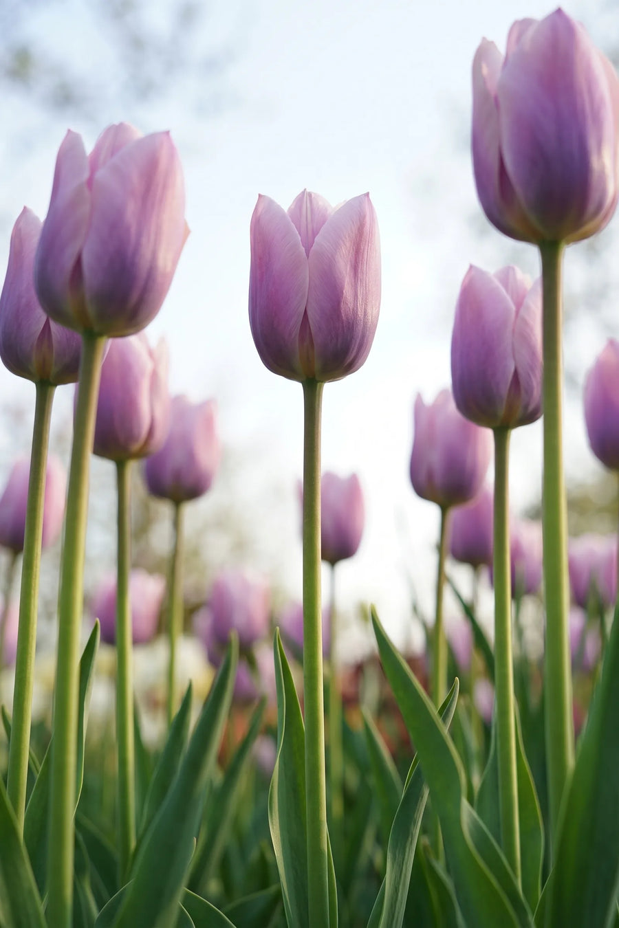 Tulipa Light and Dreamy vanuit een natuurlijke tuinhoek