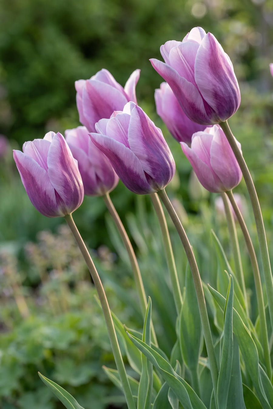 Detail van de bloemblaadjes van Tulipa Light and Dreamy